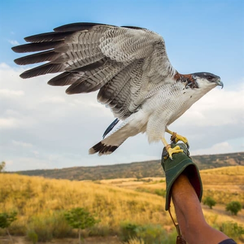 Bird of Prey Offers - Falcon on Glove Bird of Prey Offers - Falcon on Glove